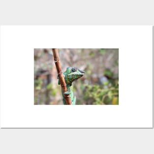 Female panther chameleon, Madagascar Posters and Art